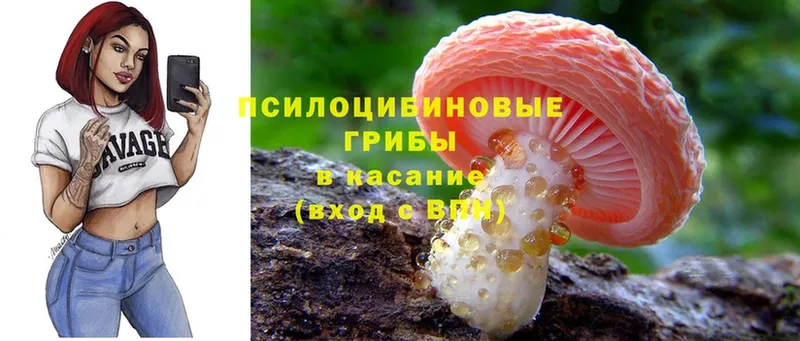 где продают   Кандалакша  Псилоцибиновые грибы Cubensis 